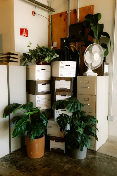 A corner of an office with stacked file boxes, two potted plants, a fan and a filing cabinet